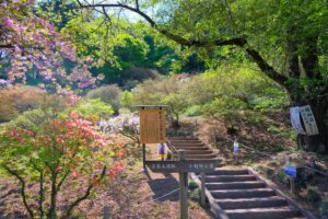 宝登山（長瀞町）