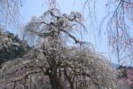 清雲寺のしだれ桜（秩父市）