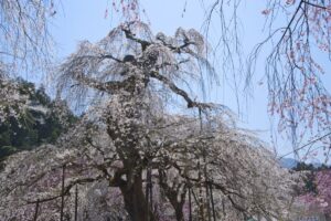 清雲寺のしだれ桜（秩父市）