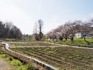 丸山公園直売所（上尾市）