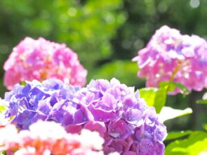 さいたま市の染谷花しょうぶ園での花の見ごろは毎年６月、この6月の１ケ月だけ開園する「花菖蒲」です。染谷花しょうぶ園では、花しょうぶとあじさいのコラボレーションをみることができるスポットです。染谷花しょうぶ園の開園は6月だけの期間限定なので、花しょうぶとあじさいの綺麗な園内を眺めながら梅雨の季節感を味わってみてはいかがでしょうか？