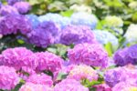 葛西親水緑道のチューリップ、花菖蒲、あじさい（越谷市）