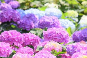 葛西親水緑道のチューリップ、花菖蒲、あじさい（越谷市）