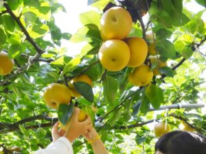 東平の梨狩り（東松山市）
