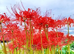 巾着田曼珠沙華まつり2026（日高市）入場料・シャトルバス・ライトアップ