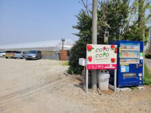 コロコロいちごファームでいちご狩り＆直売（松伏町）
