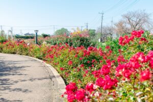 伊奈町町制施行記念公園のバラ園の写真