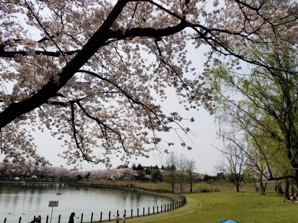 県民健康福祉村は桜の花見にも最高のスポット