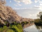 北越谷桜堤・元荒川土手沿い桜並木（越谷市）