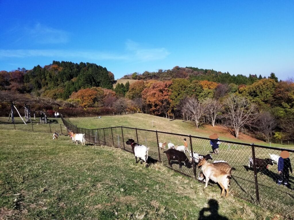 彩の国ふれあい牧場ではヤギなどの動物とのふれあいができる
