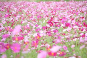 コスモスふれあいロード「秋桜の道」(久喜市鷲宮地区)