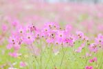 コスモスまつり（美里町）【開催不明】