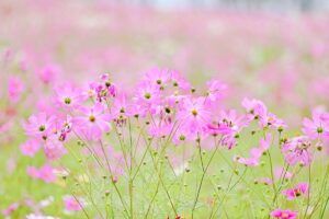 コスモスまつり（美里町）【開催不明】