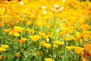 花の里・長瀞ハナビシソウ園（長瀞町）