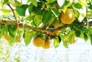 桶川の梨狩り（桶川市）