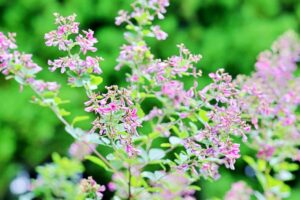 菖蒲の萩の径（久喜市）