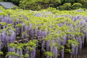 日本最古の藤 牛島の藤 藤花園（春日部市）