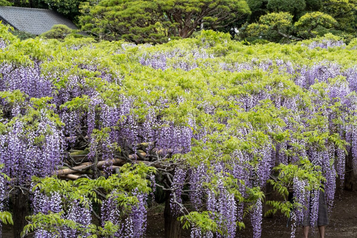 日本最古の藤 牛島の藤 藤花園（春日部市）
